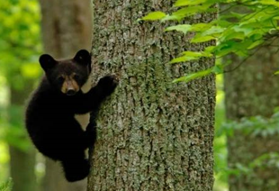 活潑好動(dòng)的它